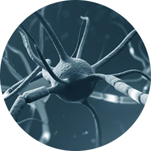 Provides Nutritional Support for Nerve Health
